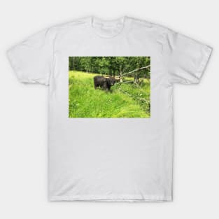 Scottish Highland Cattle Bull 2430 T-Shirt